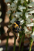 Bumblebee pollinating Ladies'-tresses orchids in the Bog Garden