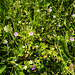 20210609 0591CPw [D~LIP] Pyrenäen-Storchschnabel (Geranium pyrenaicum)Blume, UWZ, Bad Salzuflen