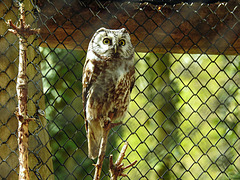 20220422 0618CPw [D~HF] Zwergohreule (Otus scops), Herford