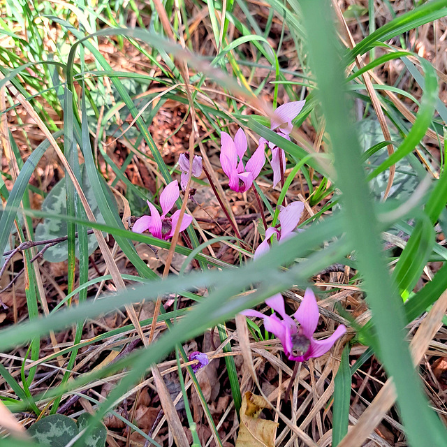 Zyklamen / Alpenveilchen (Cyclamen)