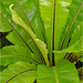 Orchid Plants 35