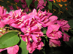 Bougainvillée**********