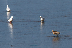 20140907 4821VRAw [NL] Pfuhlschnepfe (Limosa lapponica), Möwe, Terschelling