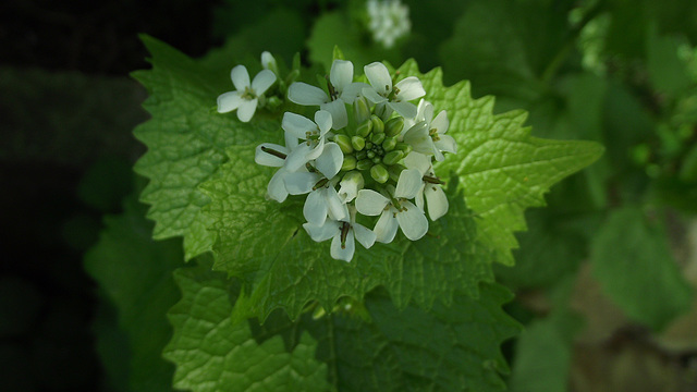 I think it's a weed