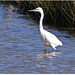 PARC du TEICH (33 Gironde)