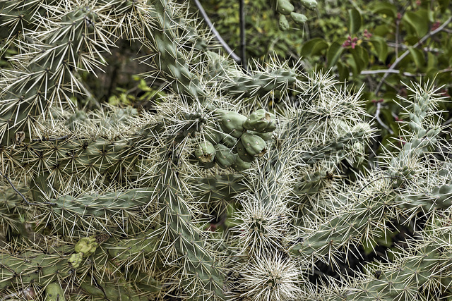 Cactus Fruit, #3 – Desert Botanical Garden, Papago Park, Phoenix, Arizona