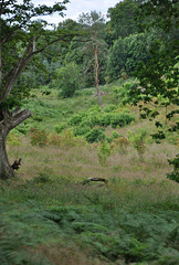 Scotland St. Cuthbert's Way