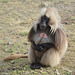 Ethiopia, Simien Mountains, Gelada - the Bleeding-Heart Monkey