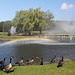 des bernaches sous l'arc-en-ciel