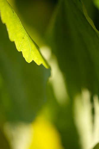 DSCF6316