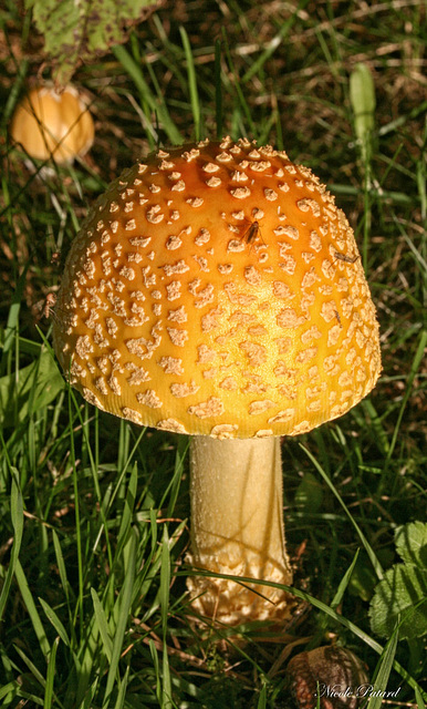 Promenade sur un champignon