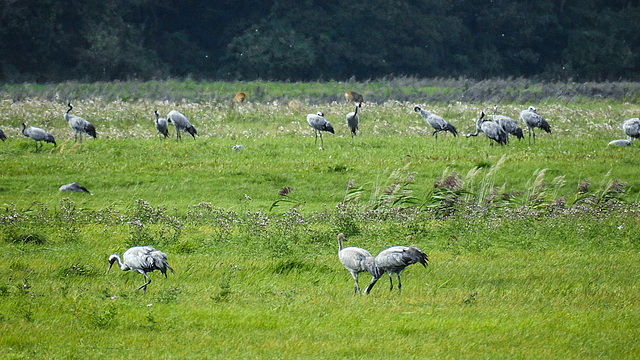 20190906 5845CPw [D~VR] Kranich (Grus grus), Groß Mohrdorf