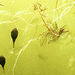 20200517 7447CPw [D~LIP] Kaulquappen, Ähren-Tausendblatt (Myriophyllum spicatum), UWZ, Bad Salzuflen