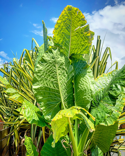 landscaping detail - walking in Kahala