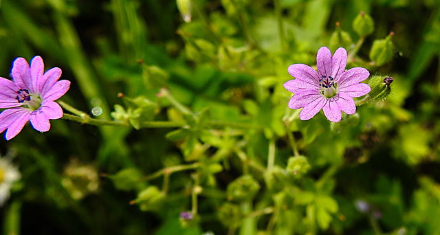 20210609 0592CPw [D~LIP] Pyrenäen-Storchschnabel (Geranium pyrenaicum), UWZ, Bad Salzuflen