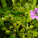 20210609 0592CPw [D~LIP] Pyrenäen-Storchschnabel (Geranium pyrenaicum), UWZ, Bad Salzuflen