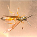 IMG 0384 Wasp