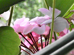 Pink and white geranium