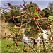 Rose Hips by the Medway