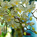 Orchid Plants 36