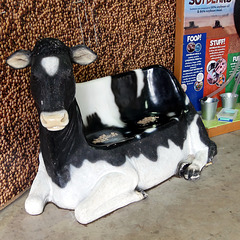 Cow Bench (HBM)