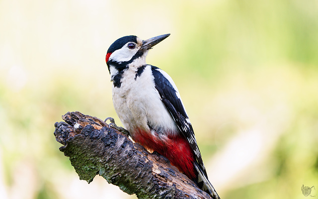 Woodpecker