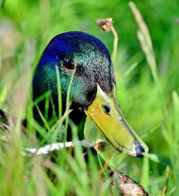 Mallard relaxing in the grass!