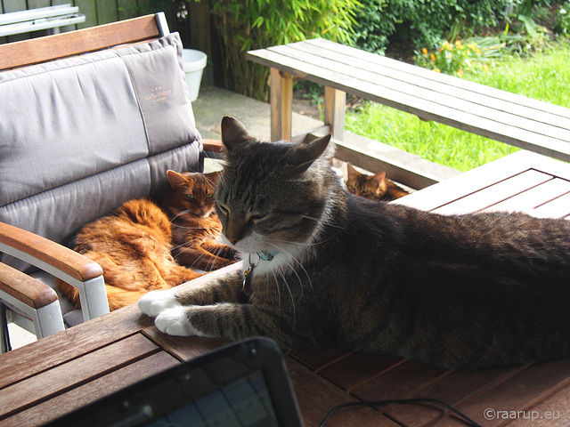 All three relaxing