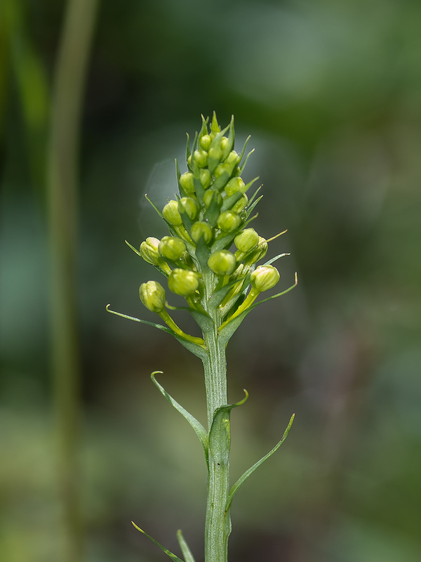 Platanthera ciliaris (Yellow Fringed orchid) in tight bud