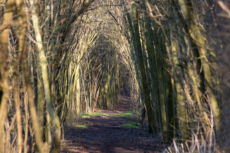 20150406 7618VRAw [D~SHG] Hohlweg, Baggersee, Rinteln