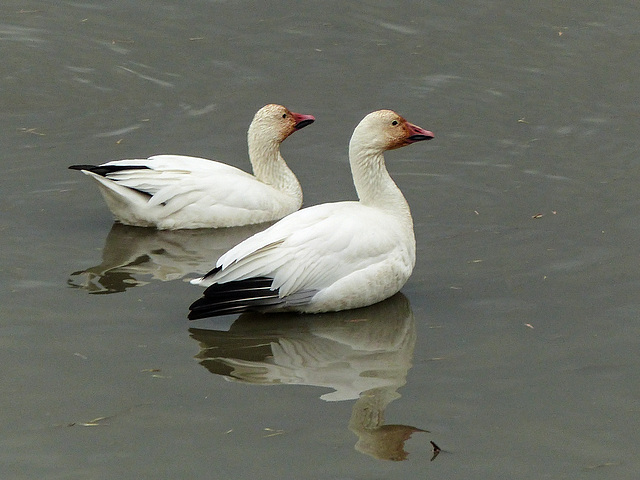 Day 8, Snow Geese with reflection