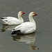 Day 8, Snow Geese with reflection