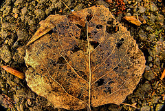 Skellibobbin Leaves With A Touch Of Spring