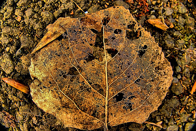 Skellibobbin Leaves With A Touch Of Spring