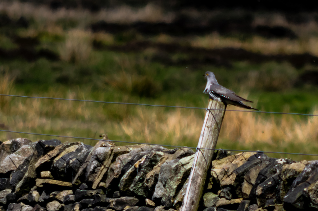 Cuckoo watching a Meadow Pipit with food