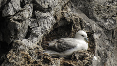 20190614 5233CPw [R~GB] Eissturmvogel, Castlemartin Range, Wales