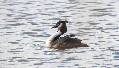 20190410 4745CPw [D~PM] Haubentaucher (Podiceps christatus), Reckahner Fischteiche, Reckahn, Kloster Lehnin