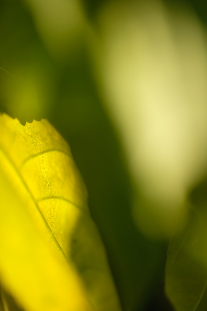 DSCF6317