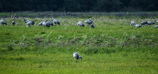 20190906 5846CPw [D~VR] Kranich (Grus grus), Groß Mohrdorf