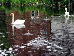 Swans at Whittington