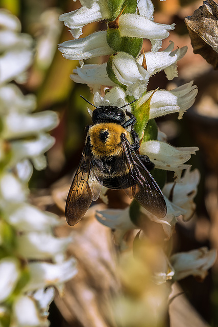 Bumblebee pollinating Ladies'-tresses orchids in the Bog Garden