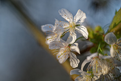 21.04.08 Kirschblüten 1