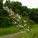 20210609 0594CPw [D~LIP] Goldhafer (Trisetum flavescens), UWZ, Bad Salzuflen