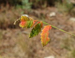 ...Prémices d'Automne...