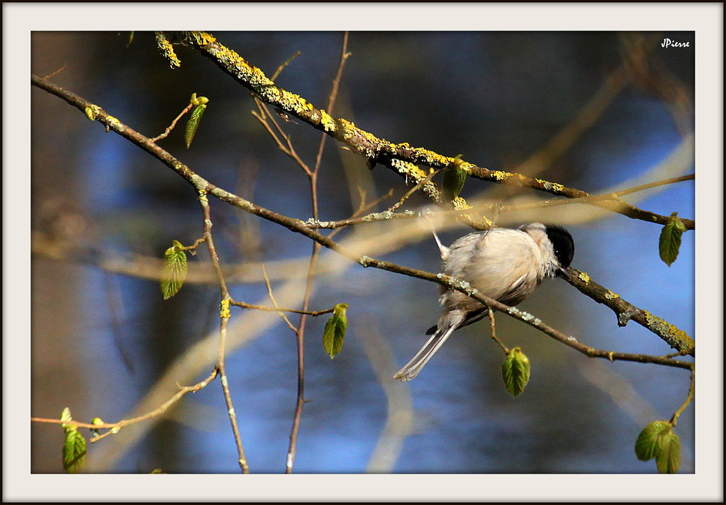 Mésange nonnette