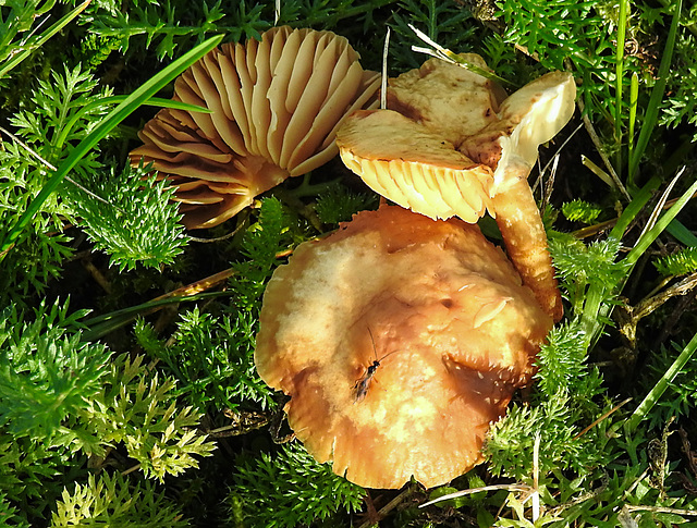 20211023 3050CPw [D~MI] Pilz, Insekt, Gewöhnliche Schafgarbe (Achillea millefolium), Hille