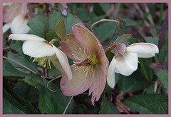 1ère fleurs !