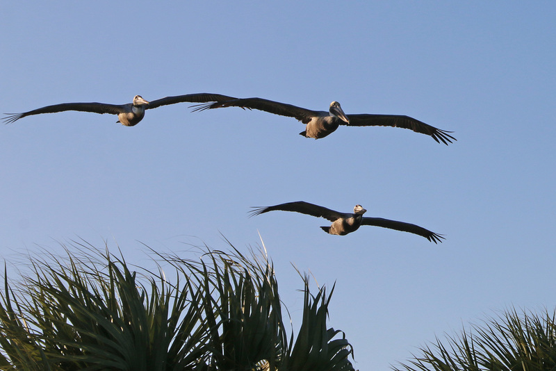 Pelican Squadron