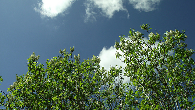 The white lilacs are starting to bloom