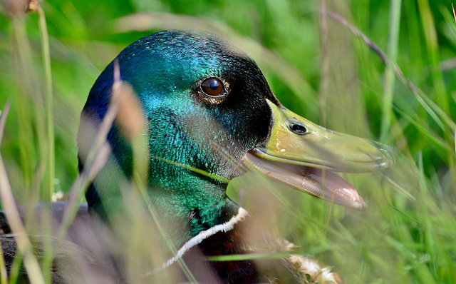 Mallard